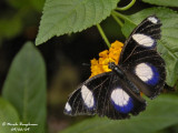 GREAT EGGFLY - HYPOLIMNAS BOLINA male