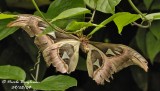 ATLAS MOTH - ATTACUS ATLAS - PAPILLON COBRA