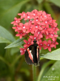 POSTMAN - HELICONIUS MELPOMENE