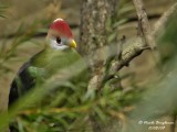 RED-CRESTED TURACO