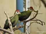 RED-CRESTED TURACO pair