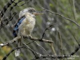 BLUE-WINGED KOOKABURA