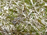 ZOROPSIS SPINIMANA