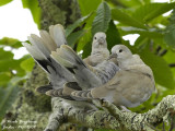 EURASIAN COLLARED DOVE juvenile