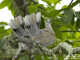 EURASIAN COLLARED DOVE juvenile