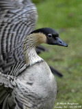 HAWAIIAN GOOSE