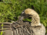 HAWAIIAN GOOSE preening