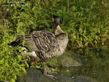 HAWAIIAN GOOSE