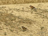 COMMON LINNET pair