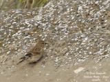 COMMON LINNET female