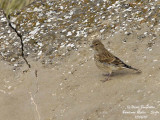 COMMON LINNET female