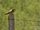 EUROPEAN BEE EATER