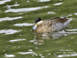 SILVER TEAL - ANAS VERSICOLOR - SARCELLE BARIOLEE