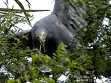 AFRICAN HARRIER HAWK