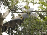 AFRICAN HARRIER HAWK