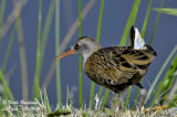 Water rail