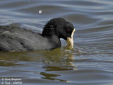 COMMON COOT -FULICRA ATRA - FOULQUE MACROULE