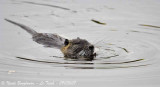 COYPU