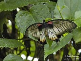 GREAT MORMON Female - PAPILIO MEMNON AGENOR