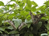 ATLAS MOTH - ATTACUS ATLAS - PAPILLON COBRA - Pair