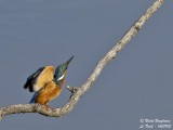 Common kingfisher male take-off