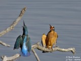 Common Kingfisher confrontation