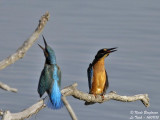 Common Kingfisher confrontation