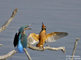 Common Kingfisher confrontation