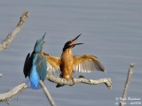 Common Kingfisher confrontation