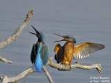 Common Kingfisher confrontation