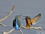 Common Kingfisher confrontation