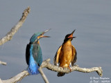 Common Kingfisher confrontation