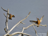 Common Kingfisher confrontation