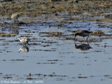 Red Phalarope - Winter plumage