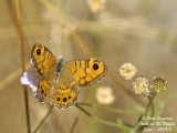 MEGERE-Lasiommata megera-Wall Brown