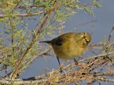 CHIFFCHAFF