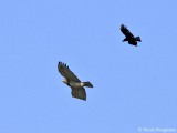 Short-toed Snake eagle and Carrion Crow