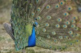 INDIAN PEAFOWL