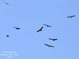 E G Vulture flight group