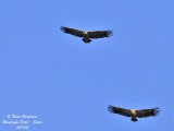 E G Vulture flight tandem