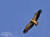 EG Vulture flight