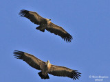 EG Vultures flight tandem