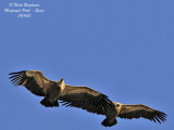EG Vultures flight tandem