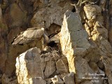 E Griffon Vultures nest-site