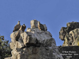 E G Vultures cliff