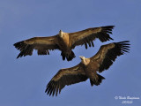 EG vultures flight tandem