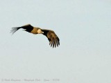 E G Vulture flight