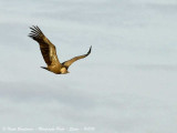 E G Vulture flight