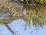 Water Rail