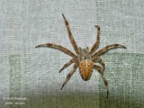 EUROPEAN GARDEN SPIDER - ARANEUS DIADEMATUS -EPEIRE DIADEME